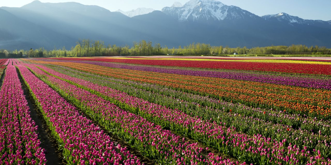 Szivárványszínű virágföldek, amiktől eláll majd a lélegzeted
