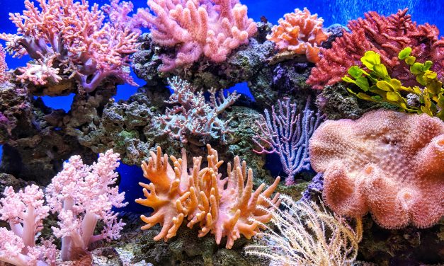 Nagyon dolgoznak a korallzátonyok megmentésén, ez lehet az egyik lépés