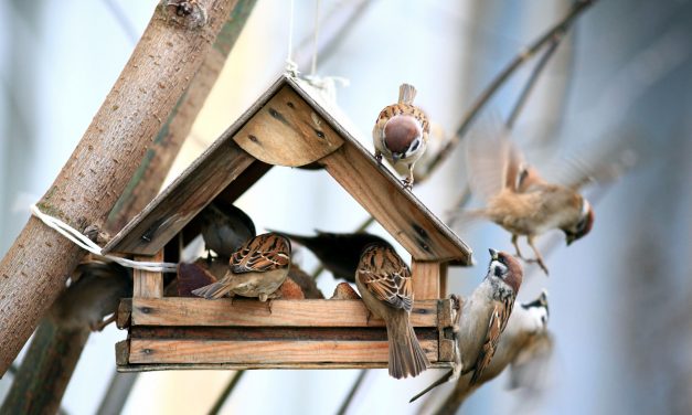 6 tipp, amivel elérheted, hogy több madár látogassa az etetődet idén ősszel