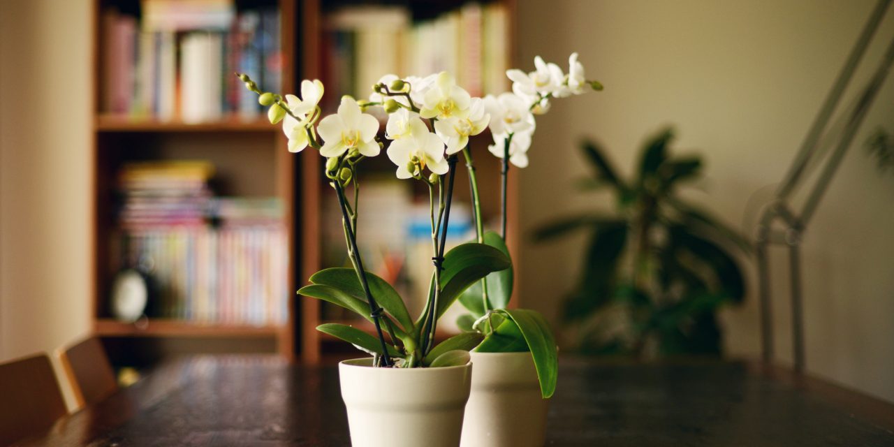 Zseniális trükk – öntözd így az orchideát, és sokkal tovább virágzik majd