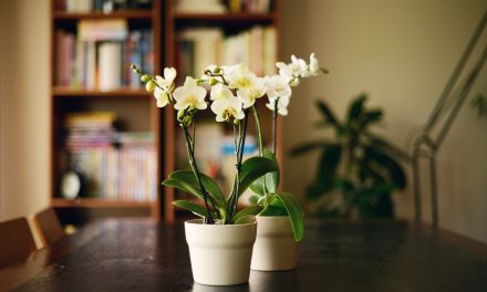 Zseniális trükk – öntözd így az orchideát, és sokkal tovább virágzik majd