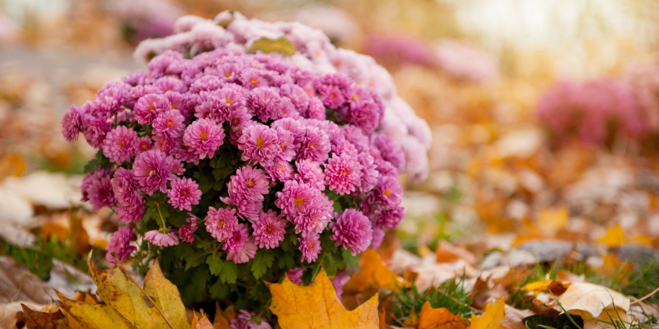 Íme a legszínpompásabb ősszel nyíló virágok – Te melyiket ülteted?