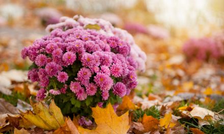 Íme a legszínpompásabb ősszel nyíló virágok – Te melyiket ülteted?