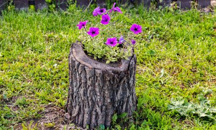 Így még biztosan nem ültettél virágot – látványos ötletek kerti ágyásokhoz