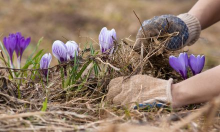 Tavaszi kerti munkák, amiket pipálj ki a listádról márciusban